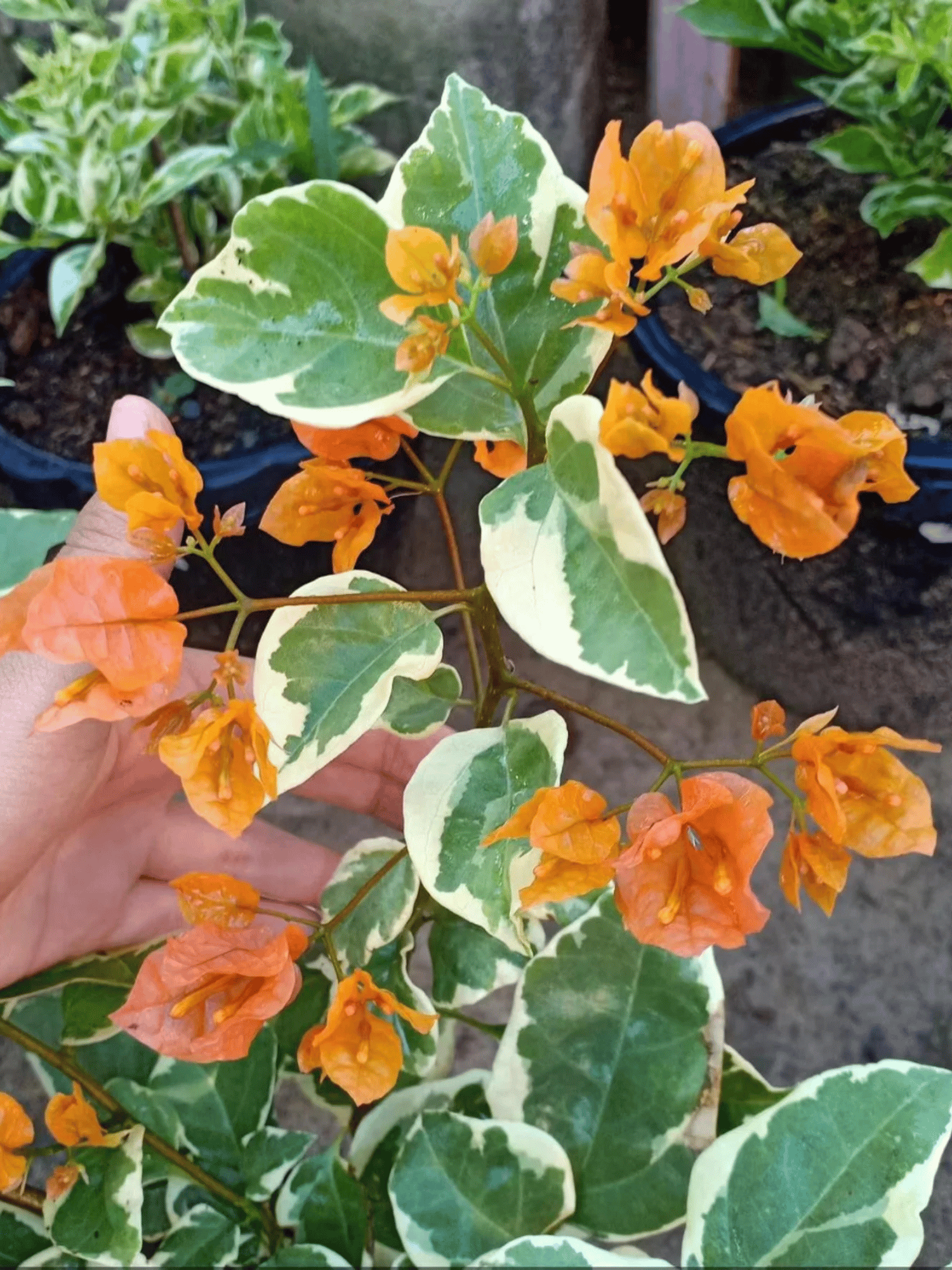Bougainvillea Variegated Orange Flowering Plant