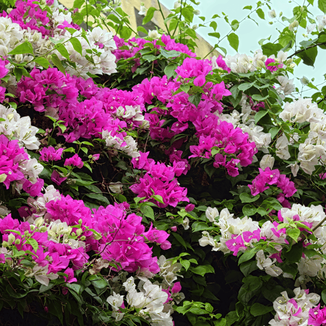Bougainvillea Variegated White Pink Flowering Plant Bougainvillea Variegated White Pink Flowering Plant