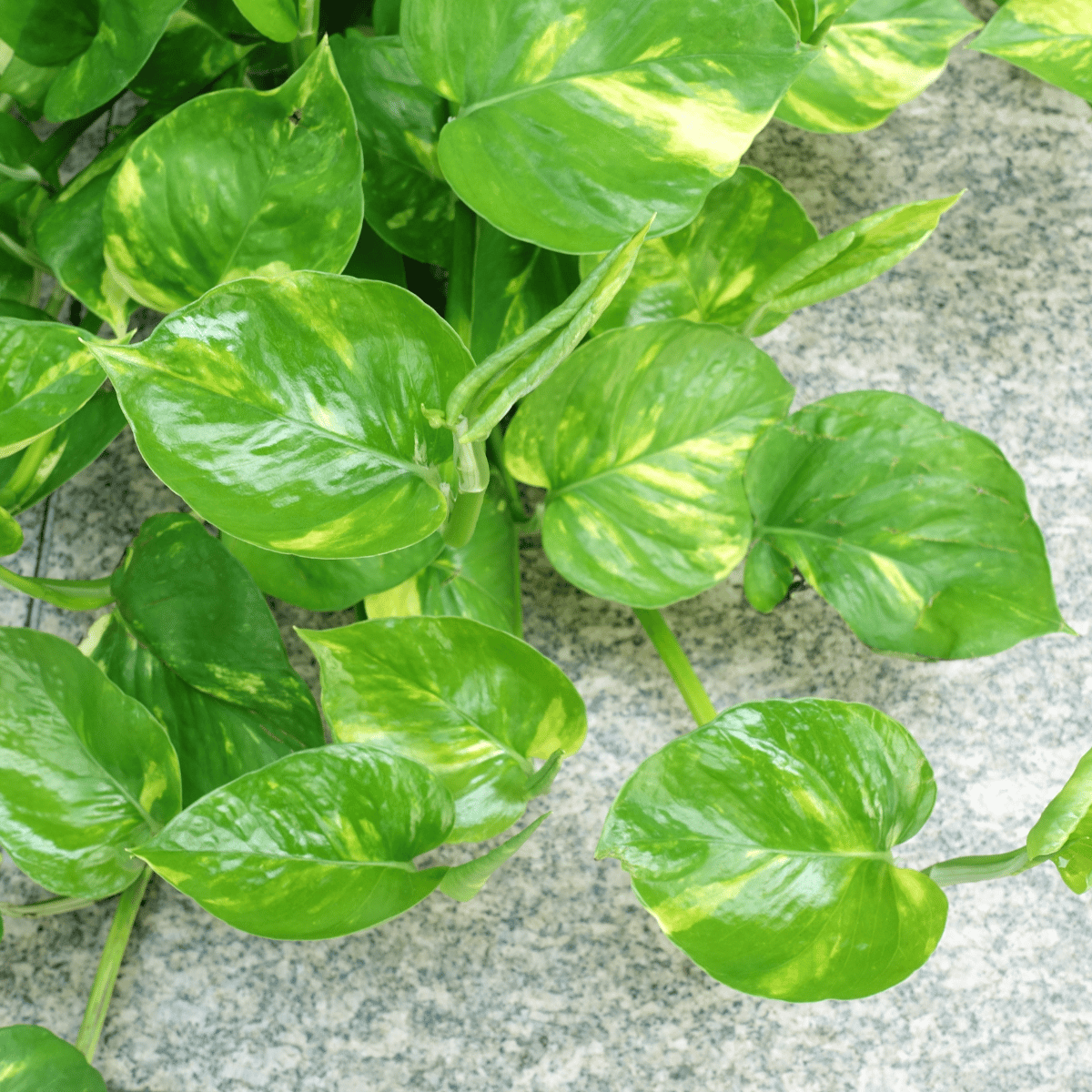 Money Plant (Epipremnum aureum)