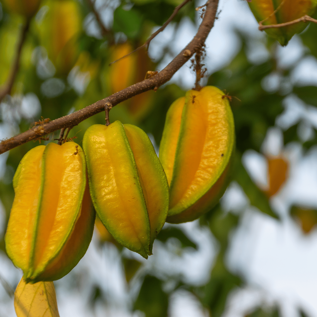 All Time Star Fruit Plant (Grafted)