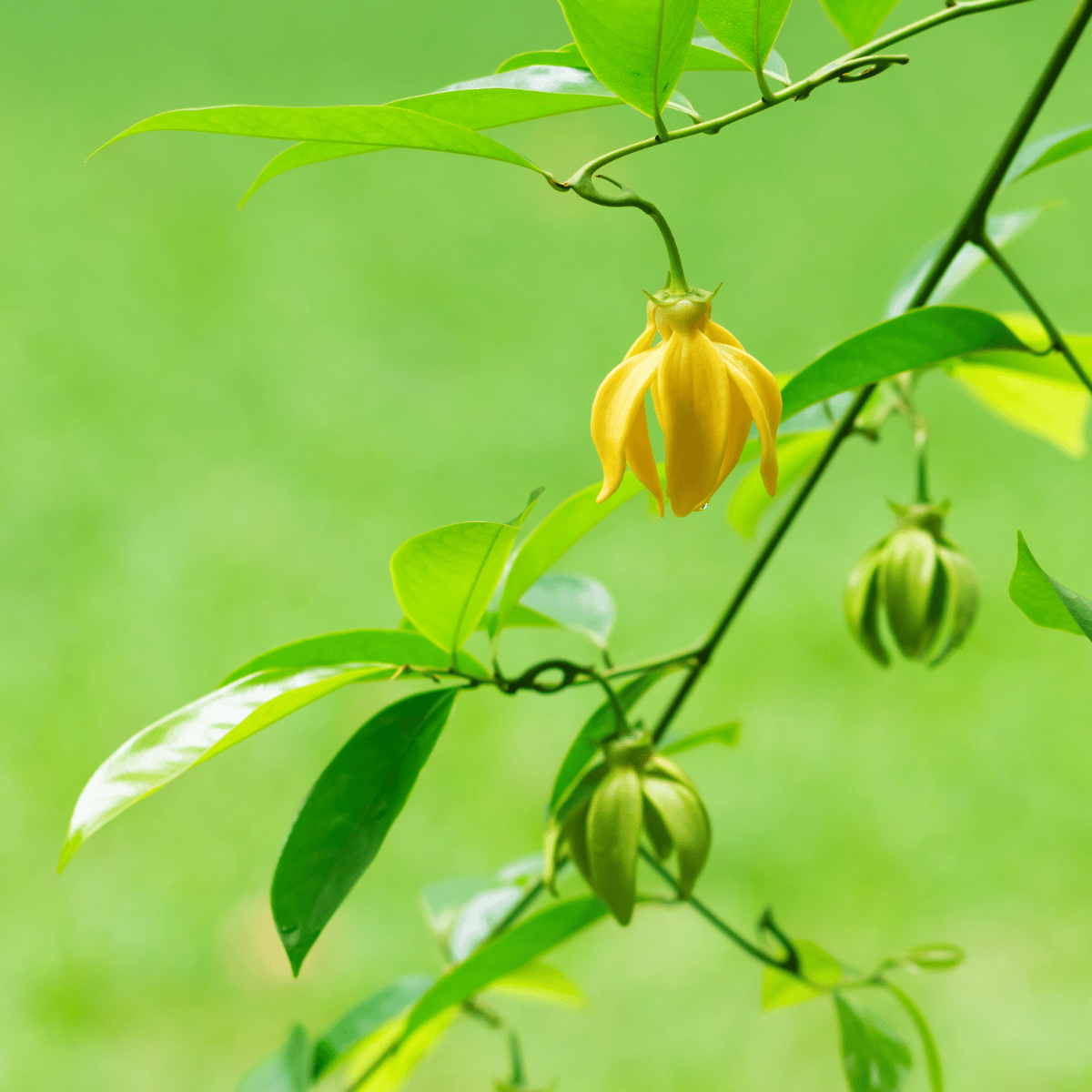 Kanthali Champa Flower Plant (Artabotrys Hexapetalus)