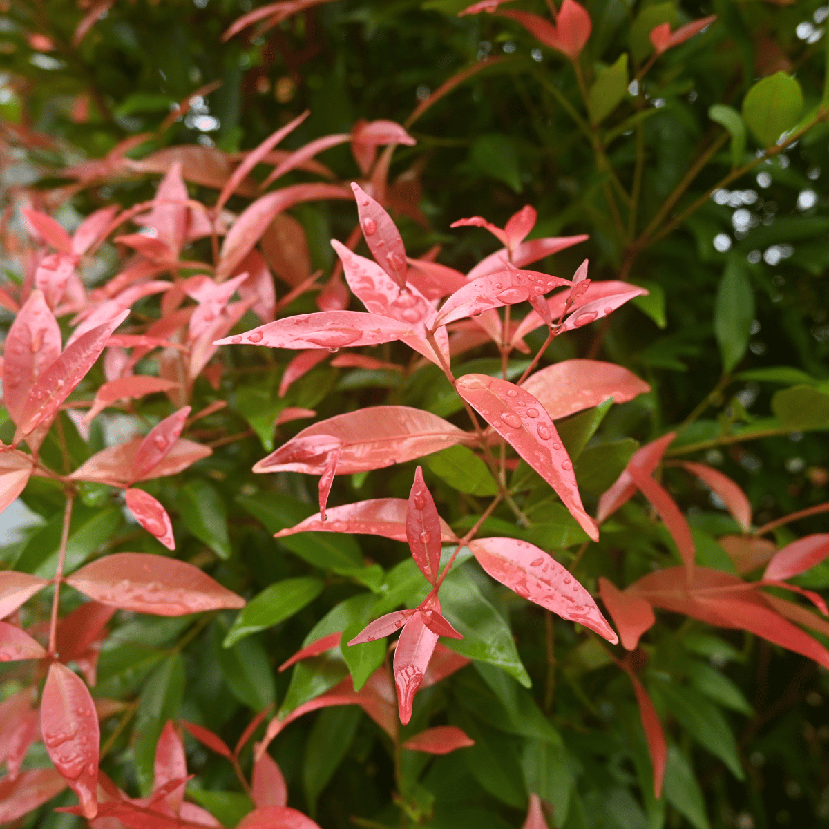 Eugenia Red Lilly Pilly Syzygium  Plant