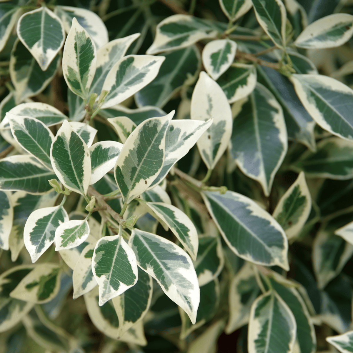 Ficus Benjamina Variegated Plant