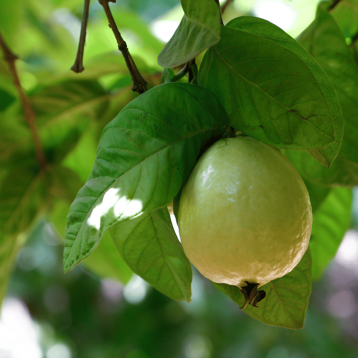 Guava Fruit Plant (Psidium guajava)