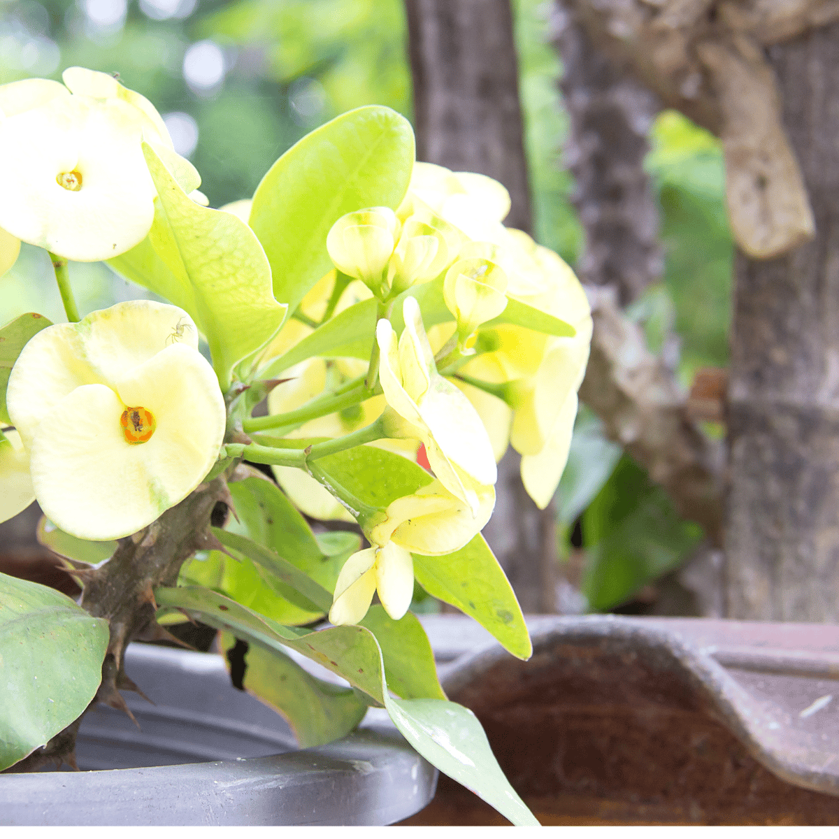 Yellow Euphorbia Mili Flower Plant