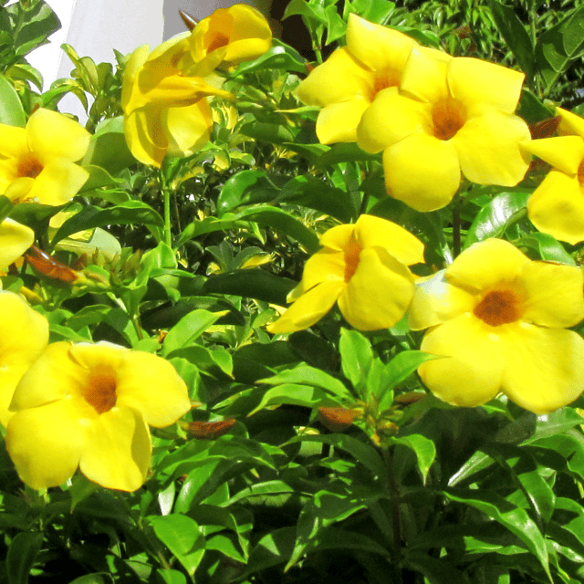 Yellow Mandevilla Flower Plant