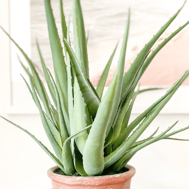 Aloe Vera medisen Plant