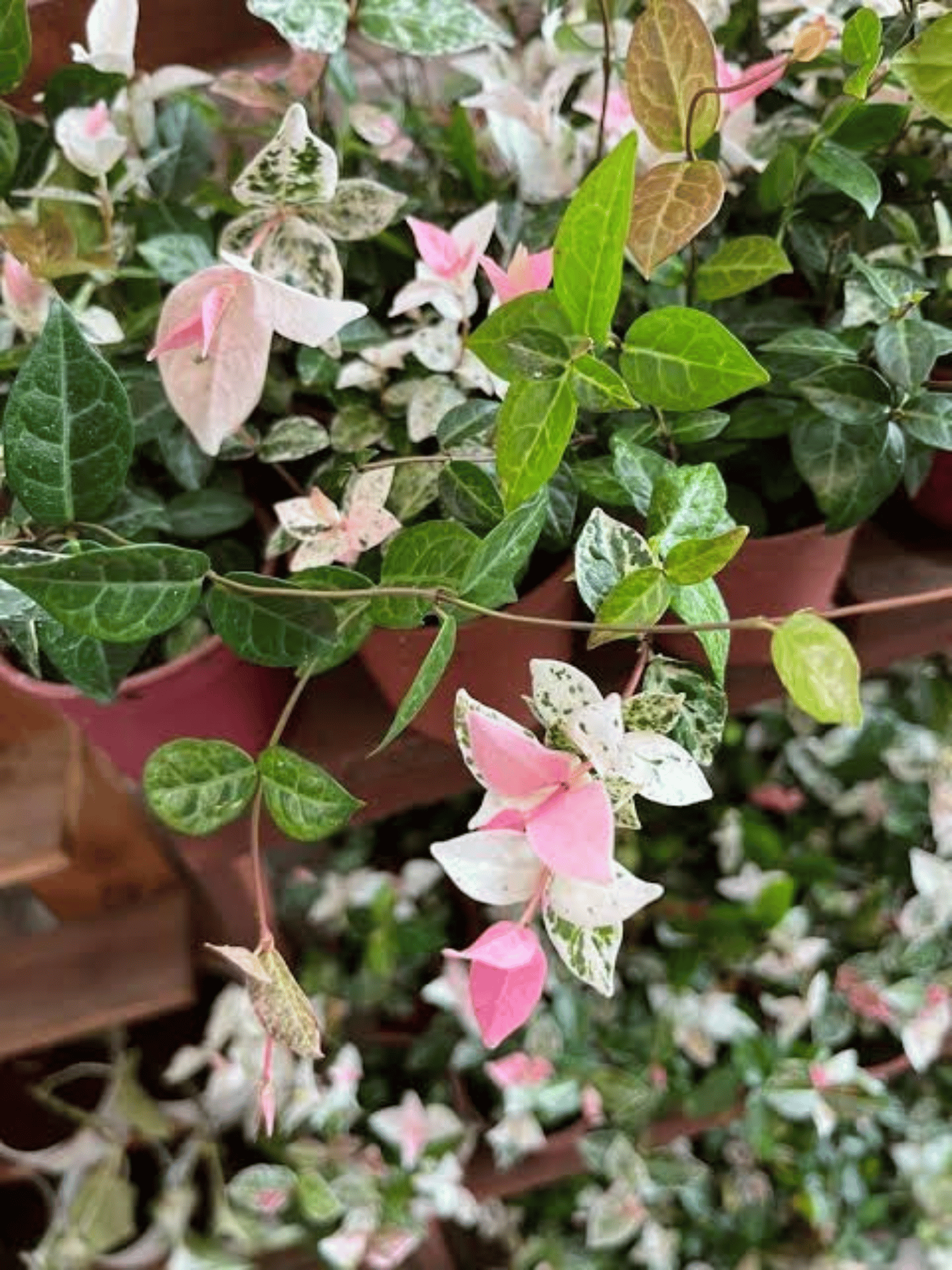 Asiatic Jasmine, Variegated Creeping Fig, Ficus Pumila Plant