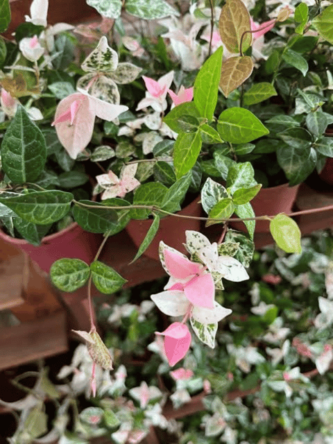 Asiatic Jasmine, Variegated Creeping Fig, Ficus Pumila Plant