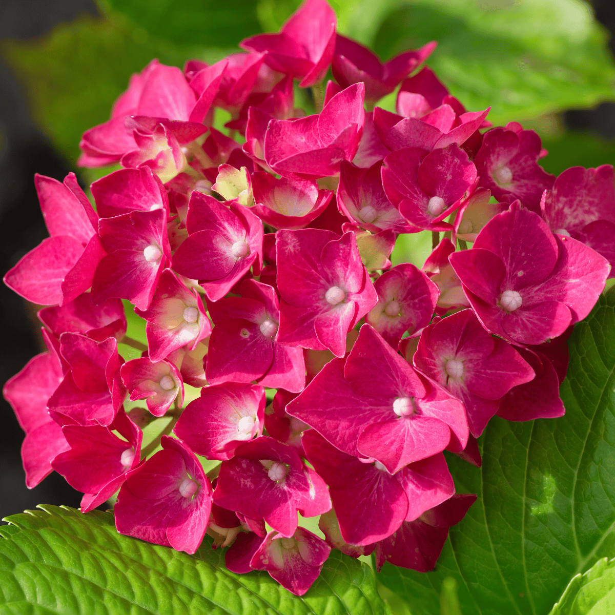 Hydrangea Red Color Flower Plant (Hydrangea macrophylla)