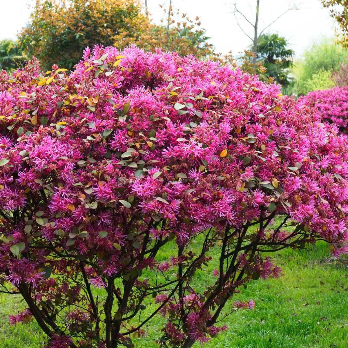 Loropetalum (Chinese Fringe) Flower Plant
