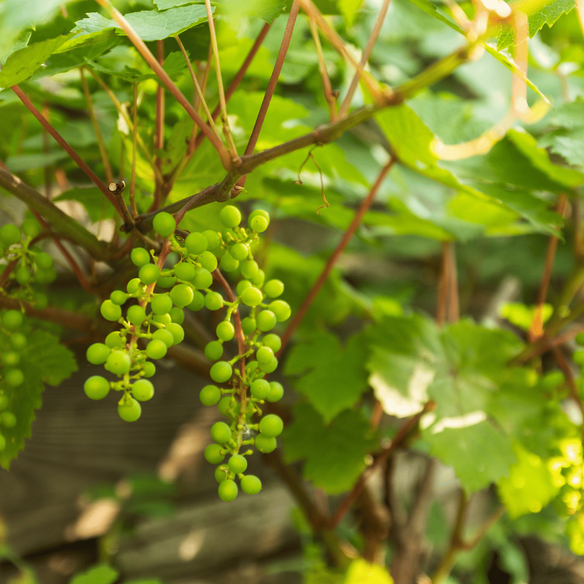 Green Grapes Fruit Plant