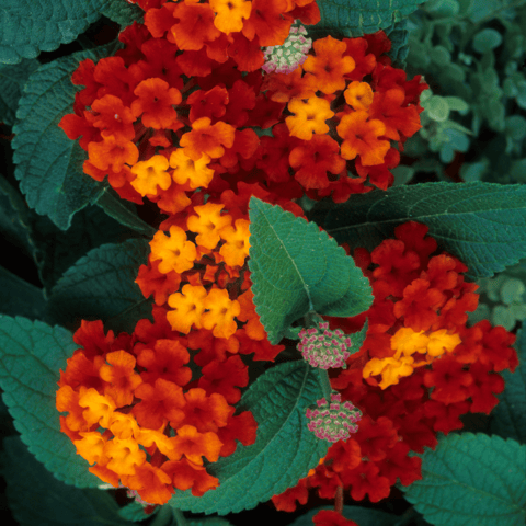 Polapoo Plant Lantana / Kongini Poo (Any Colour) (Lantana Camara) Flowering ...