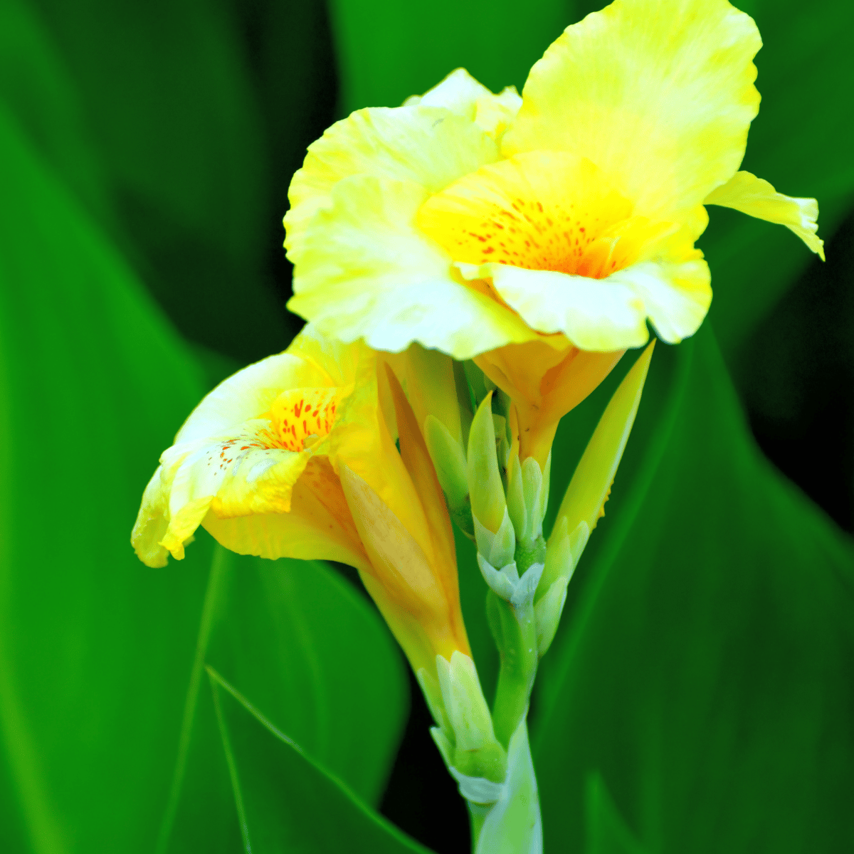 Yellow Canna Lily  Flower Plant