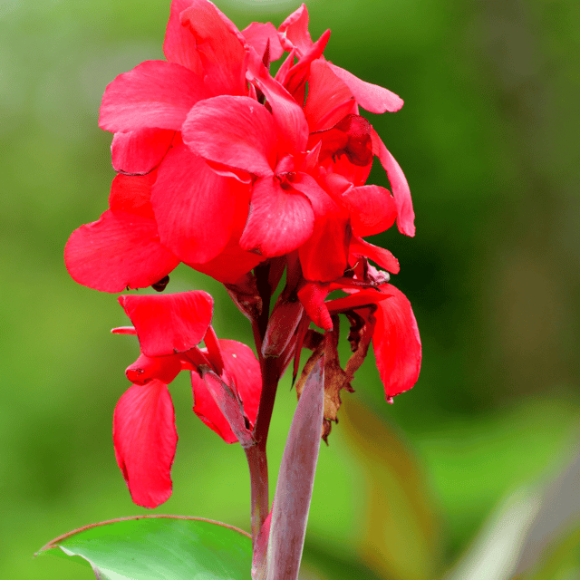 Canna Lily  Flower Plant