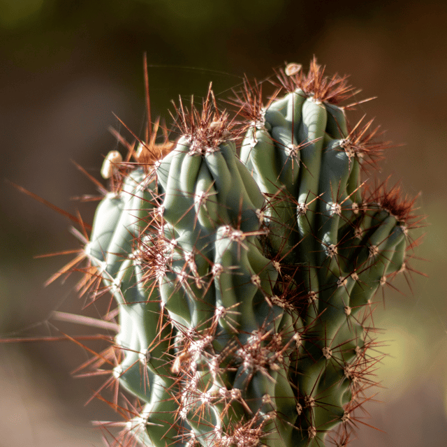 Brawn Cactus Plant / Cereus Peruvianus Monstruosus Oscuros Cacti (Bare Rooted)