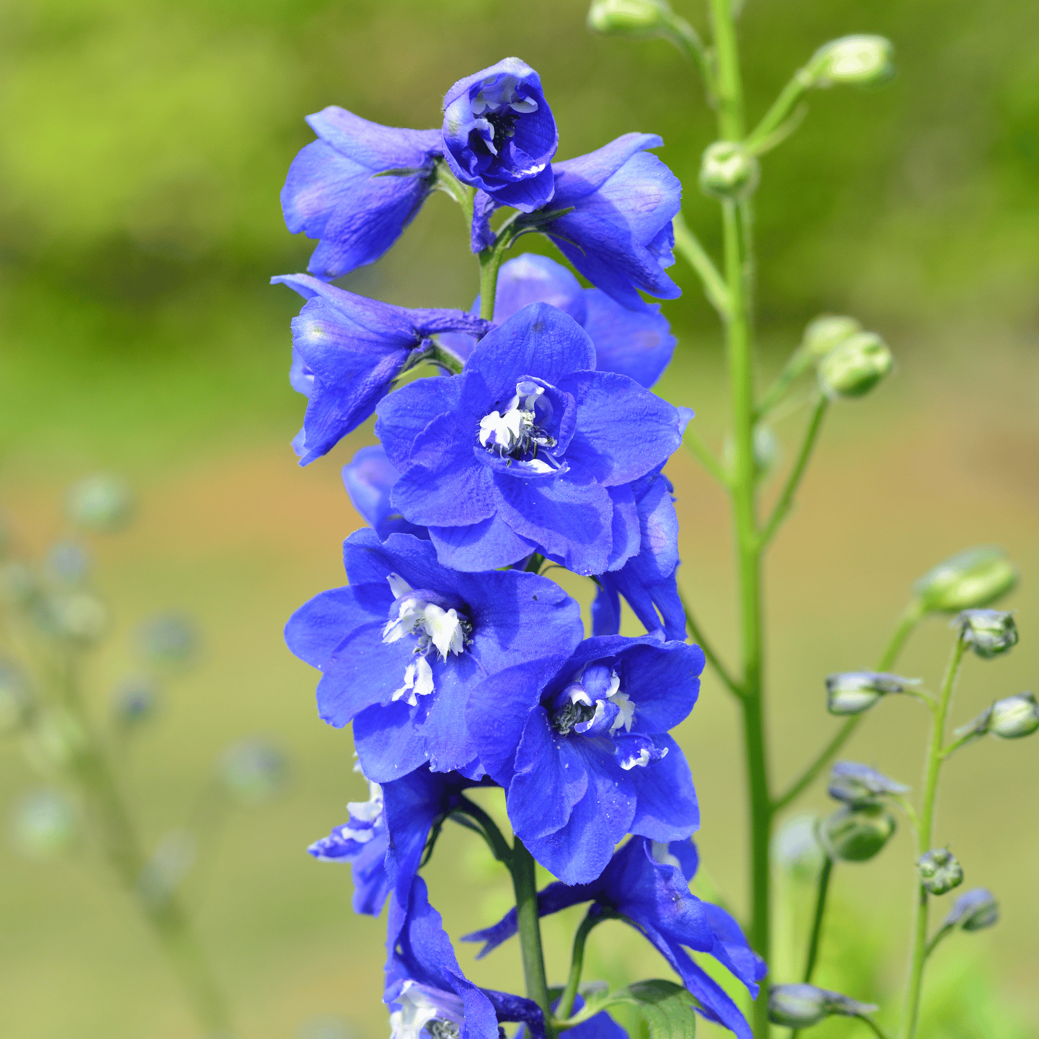 Larkspur /Delphinium Flower Seed (Pack Of -100 Seeds)