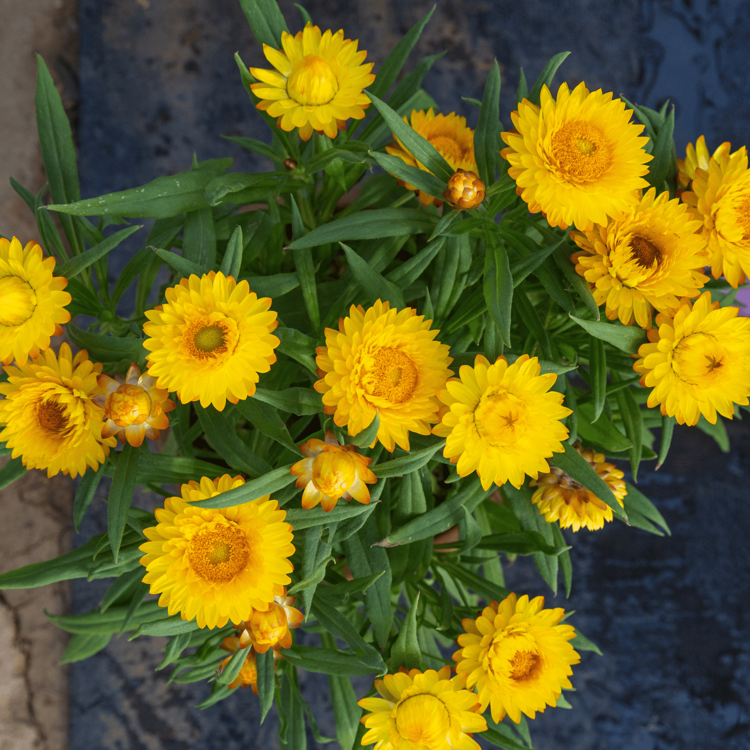 Helichrysum Flower Seed (Pack Of - 100 Seeds)