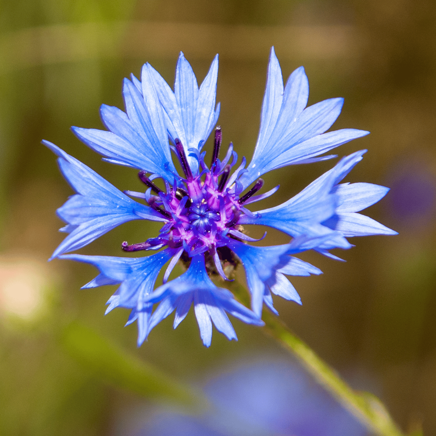 Corn Flower Seed (Pack Of - 50 Seeds)