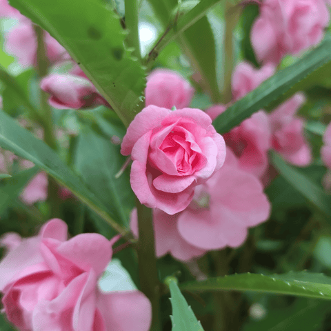 Balsam /Gulmehndi Bush (Mix Color)Flower Seed (Pack Of -50 Seeds)