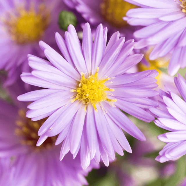 Aster /(Sharadpushpa) Flower Seed (Pack Of - 50 Seeds)