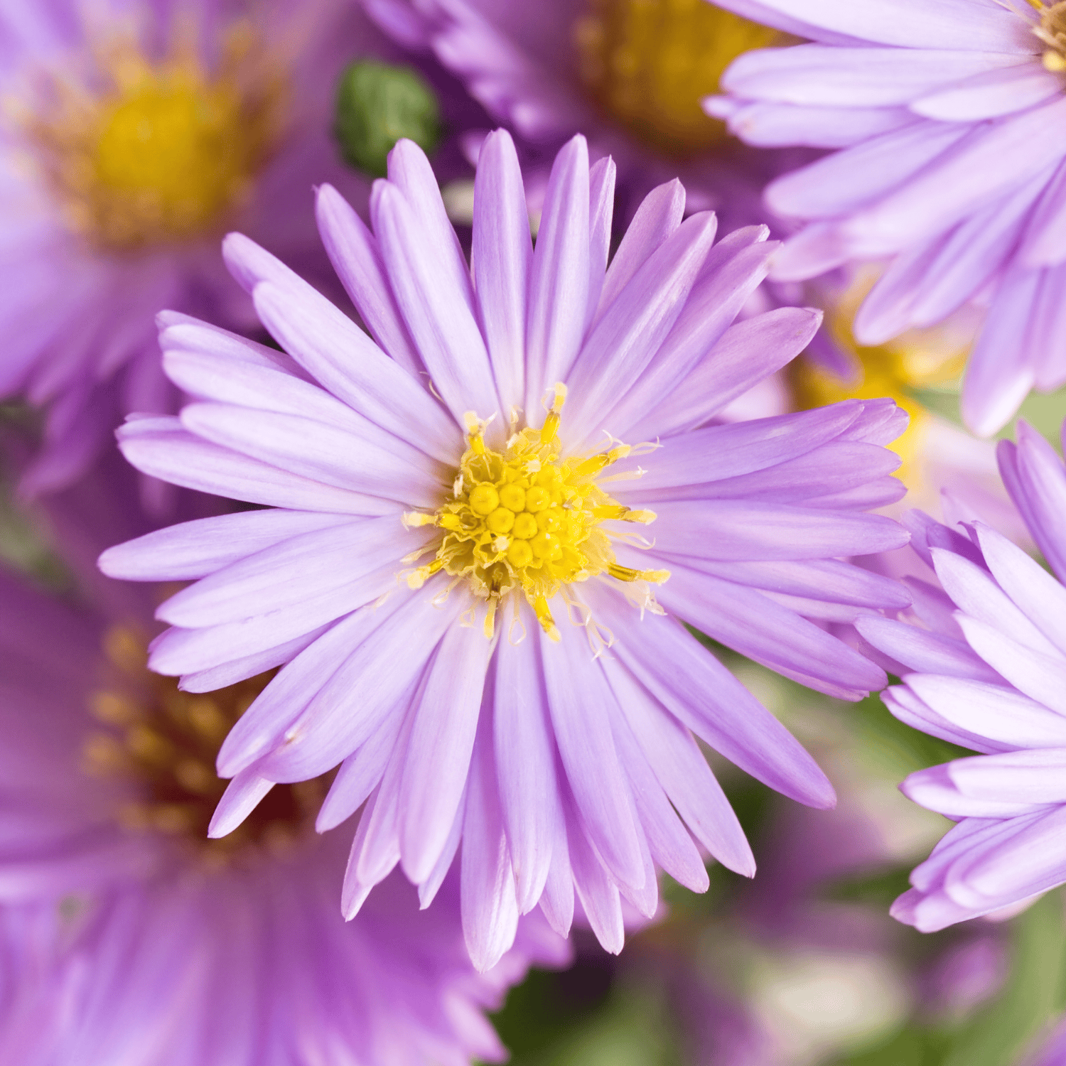 Aster /(Sharadpushpa) Flower Seed (Pack Of - 50 Seeds)