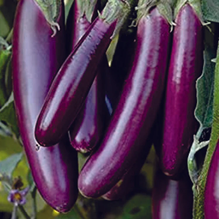 F1 Hybrid Purple Long Brinjal Seeds (Pack Of - 100 Seeds)
