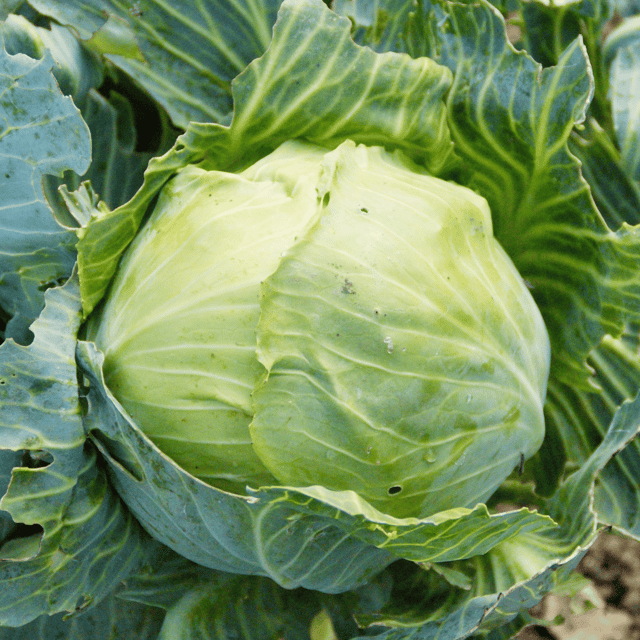 Organic Cabbage Vegetable Seeds (Pack Of -100 Seeds)