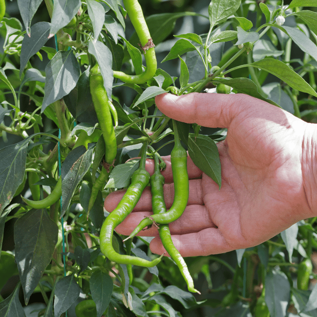 Green Chilli Seeds (Pack Of - 100 Seeds)