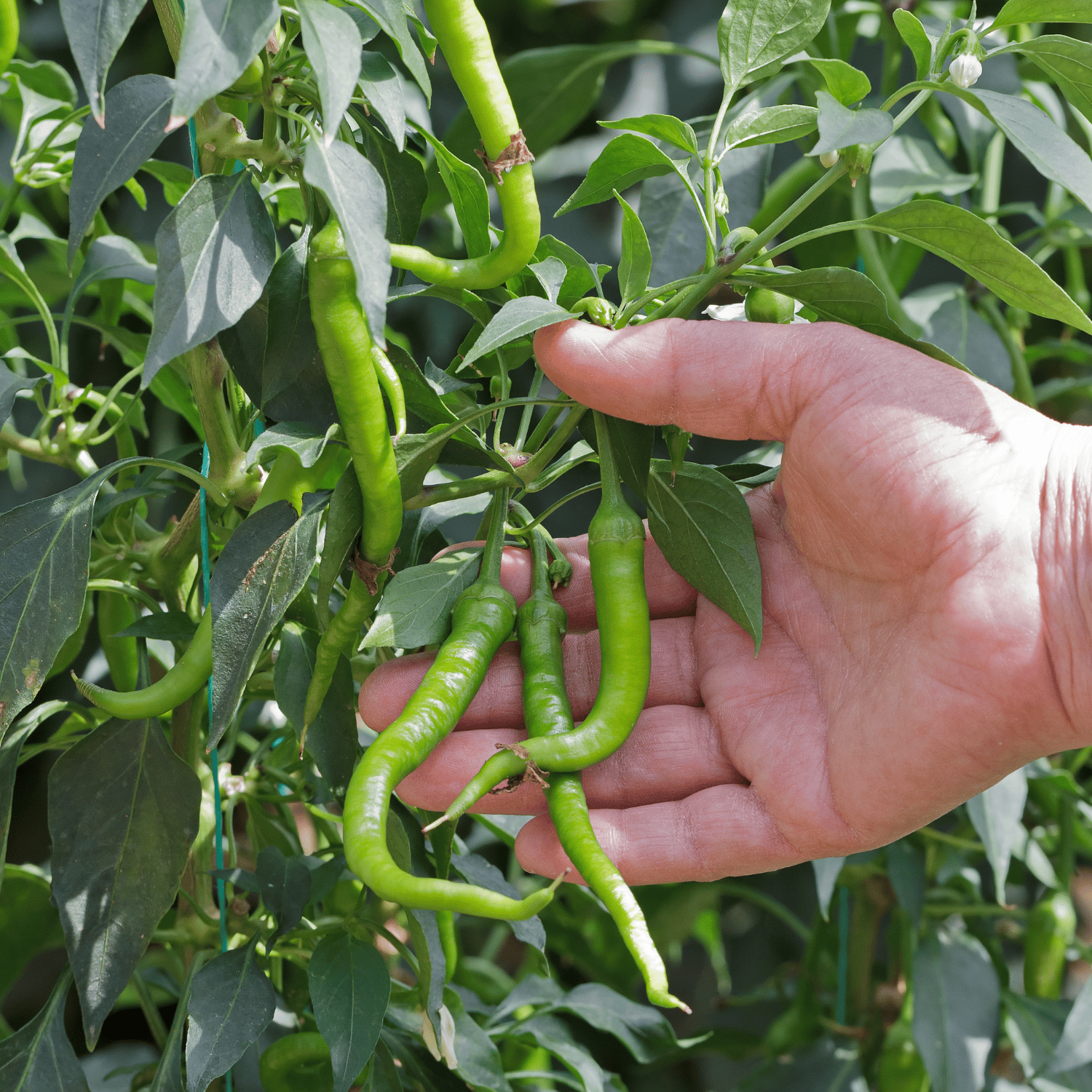 Green Chilli Seeds (Pack Of - 100 Seeds)