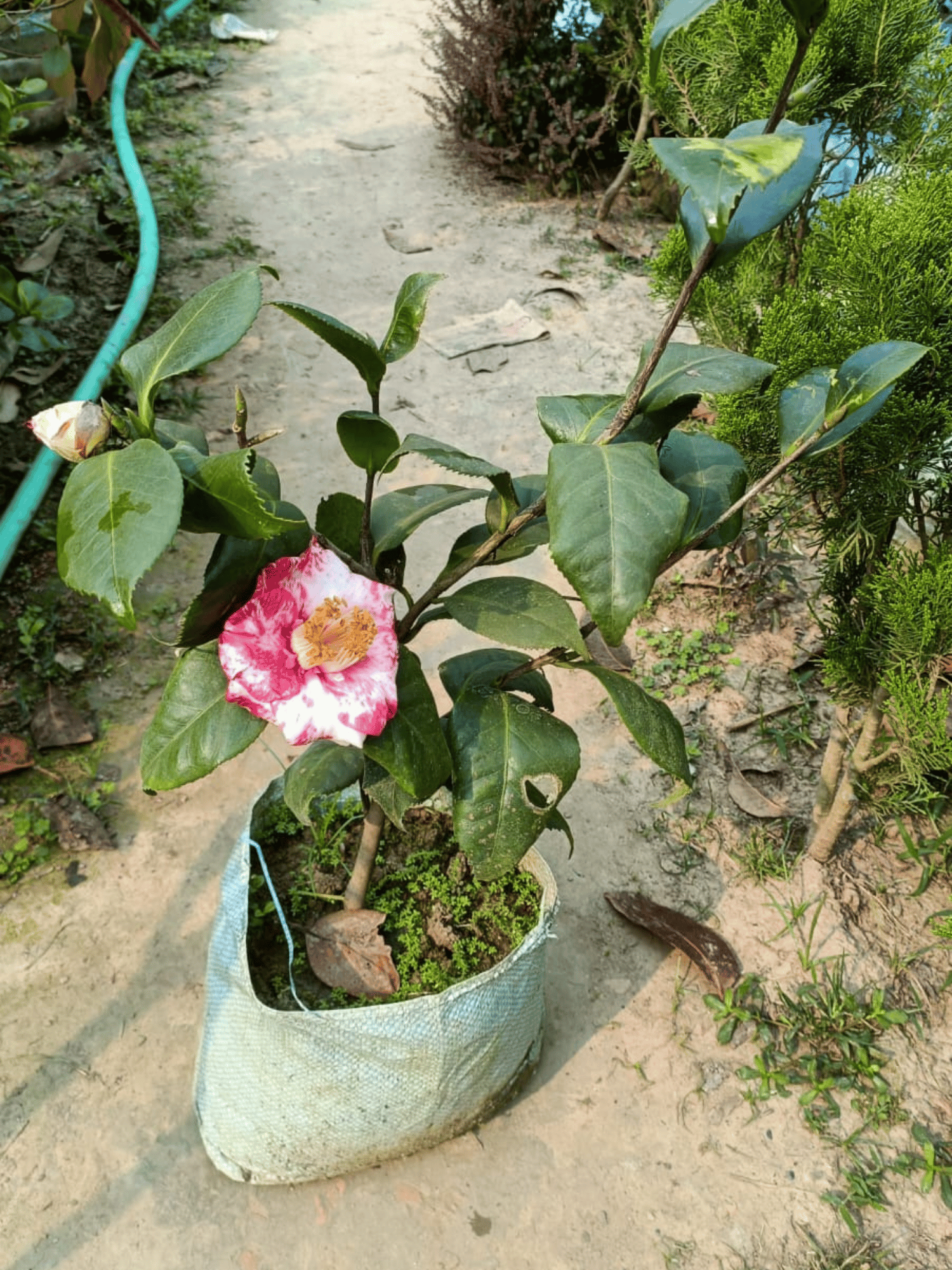 Camellia Flower Plant