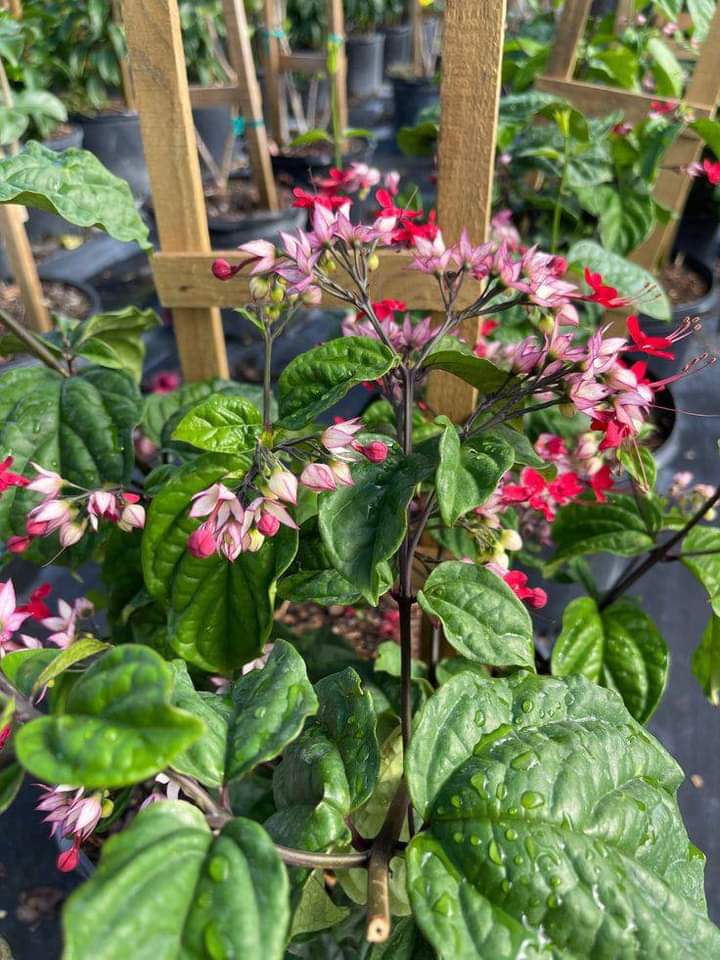 Bleeding Heart Vine Flower Plant (Red)