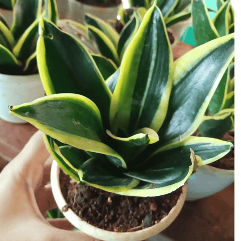 Buy Variegated Sansevieria Plant Online at Paudhewale | Up to 50% Off
