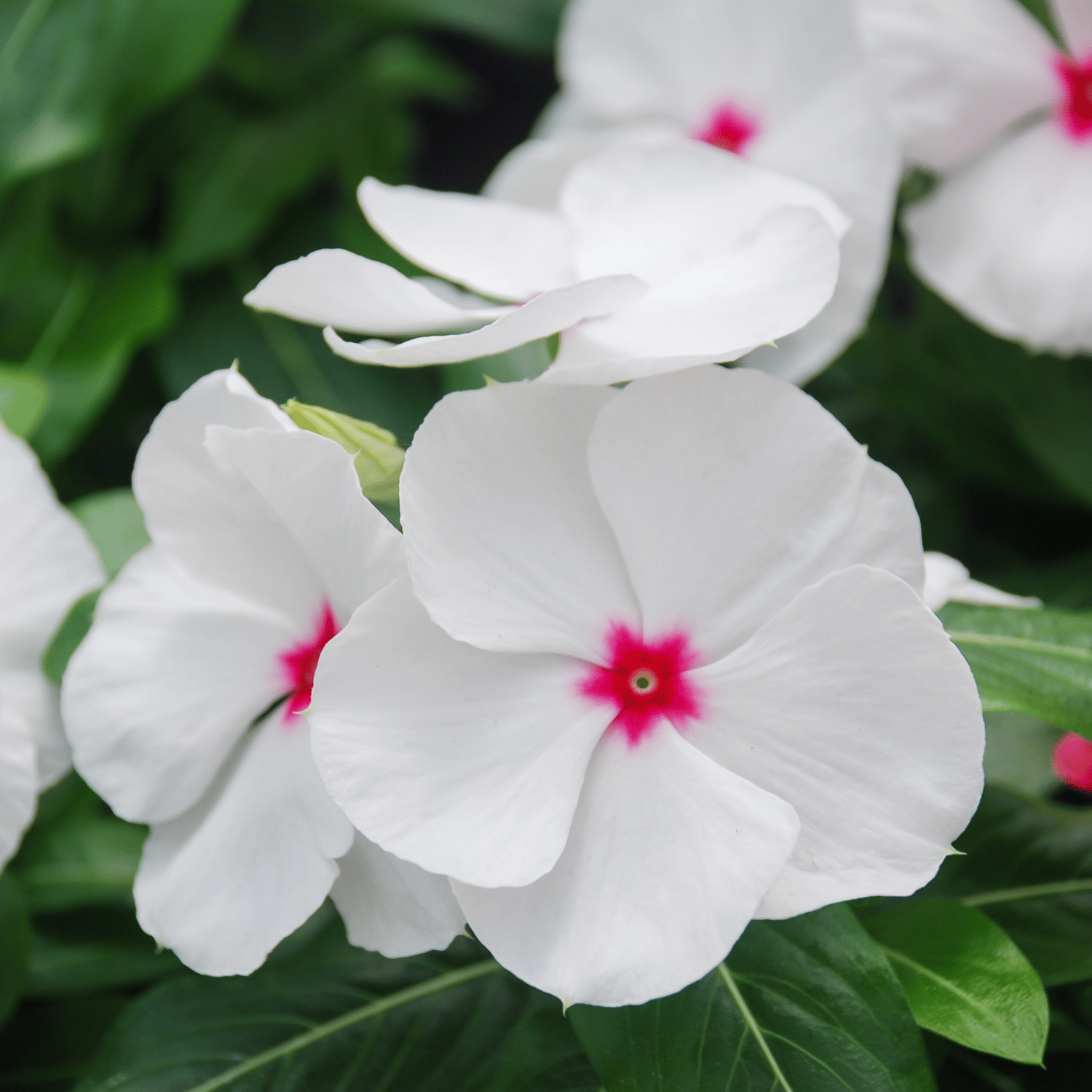 Vinca Flower Mix Seed (Pack Of - 30 Seeds)