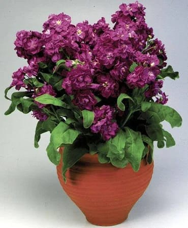Stock /Matthiola Flower Seed (Pack Of - 50 Seeds)