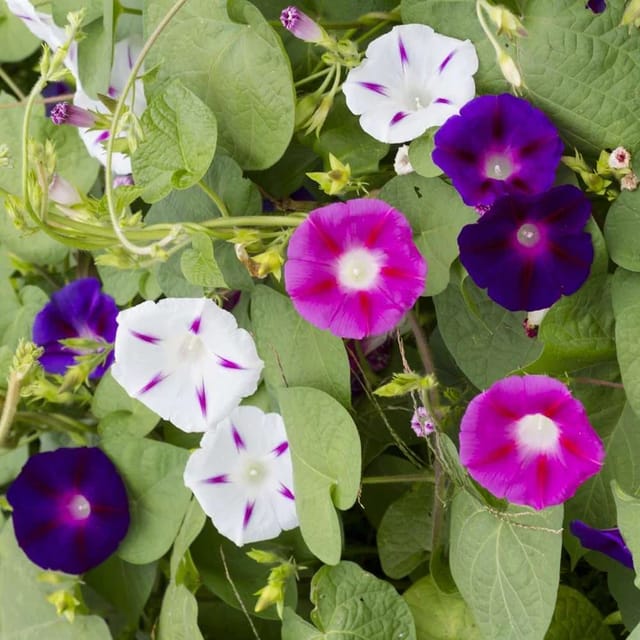 Ipomoea Morning Glory Mix Flower Seeds (Pack Of - 30 Seeds) Ipomoea Morning Glory Mix Flower Seeds (Pack Of - 30 Seeds)