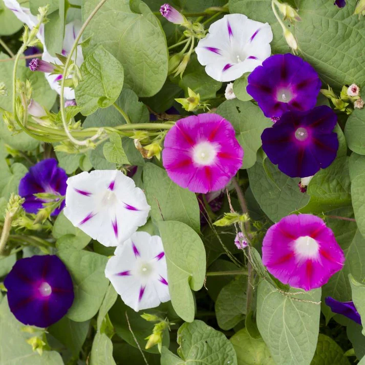 Ipomoea Morning Glory Mix Flower Seeds (Pack Of - 30 Seeds)