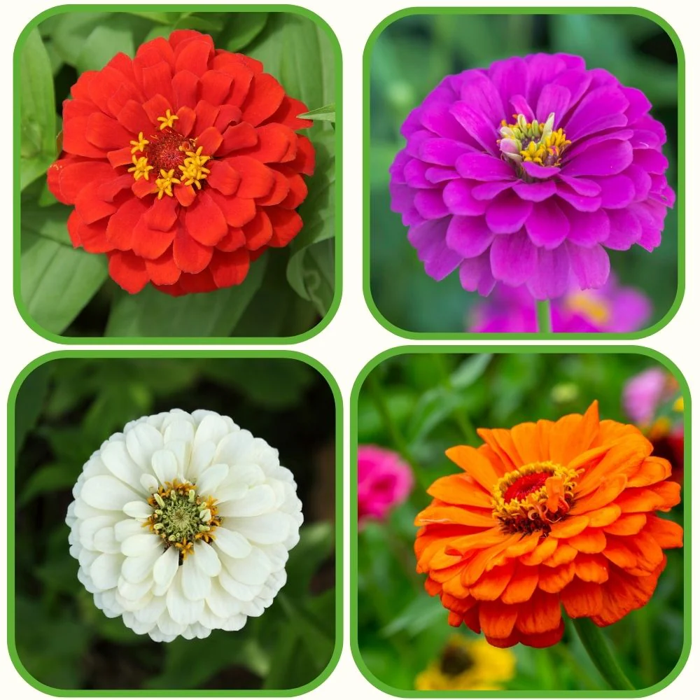 Zinnia Liliput Mixed Flower Seeds  (Pack Of - 30 Seeds)