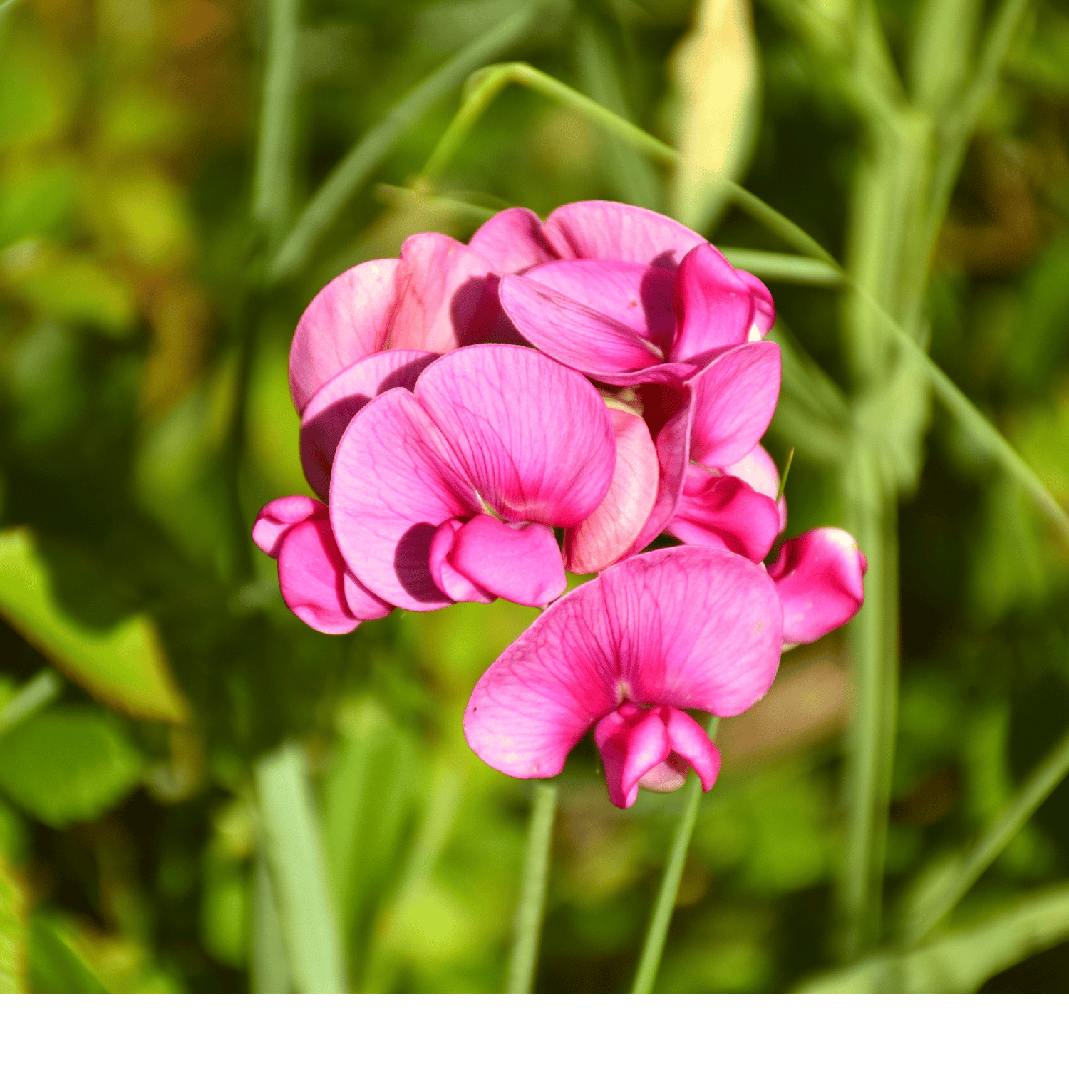 Sweet Peas / Lathyrus Odoratus Flower Seed(Pack Of -50 Seeds)