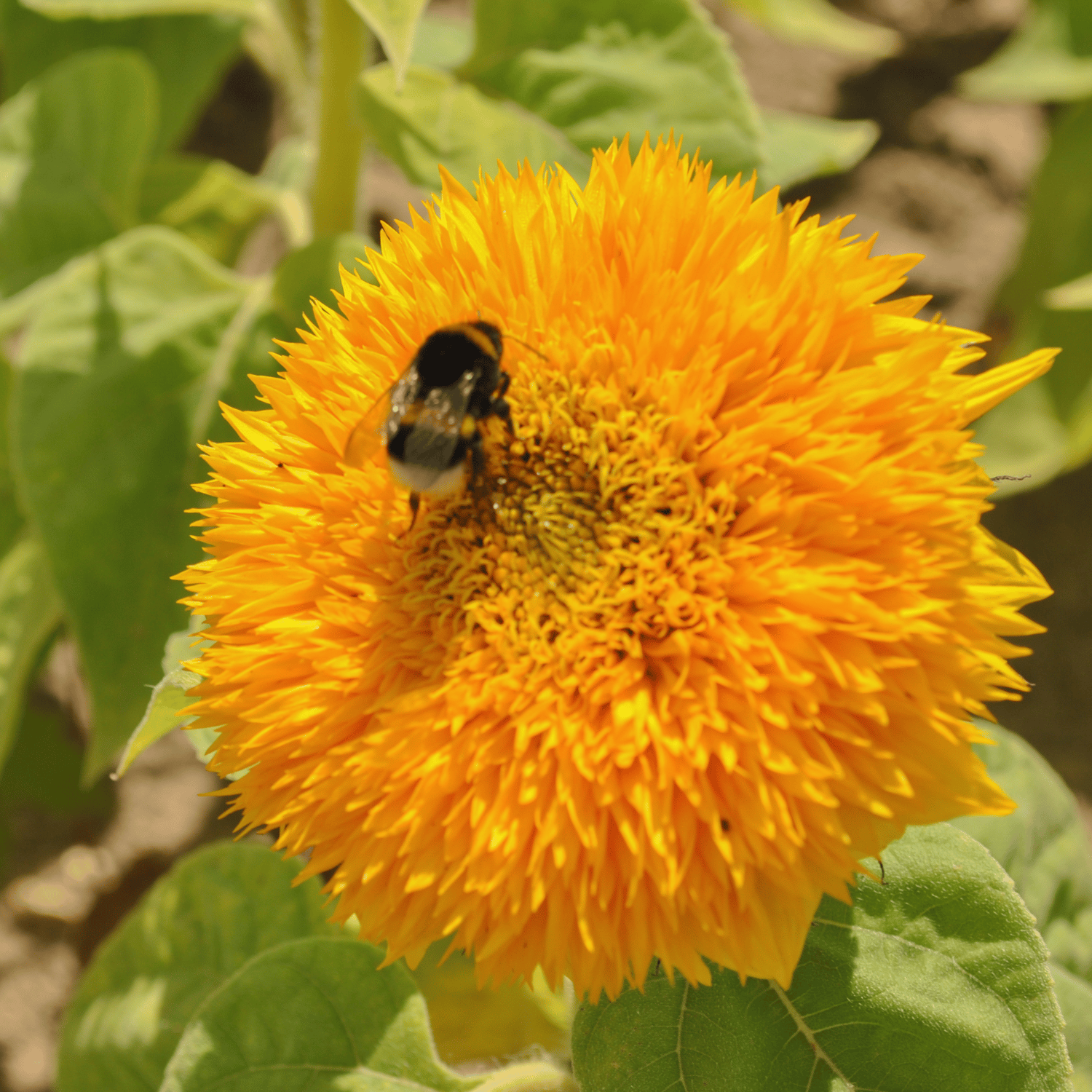Sungold Flower Seed (Pack Of - 30 Seeds)