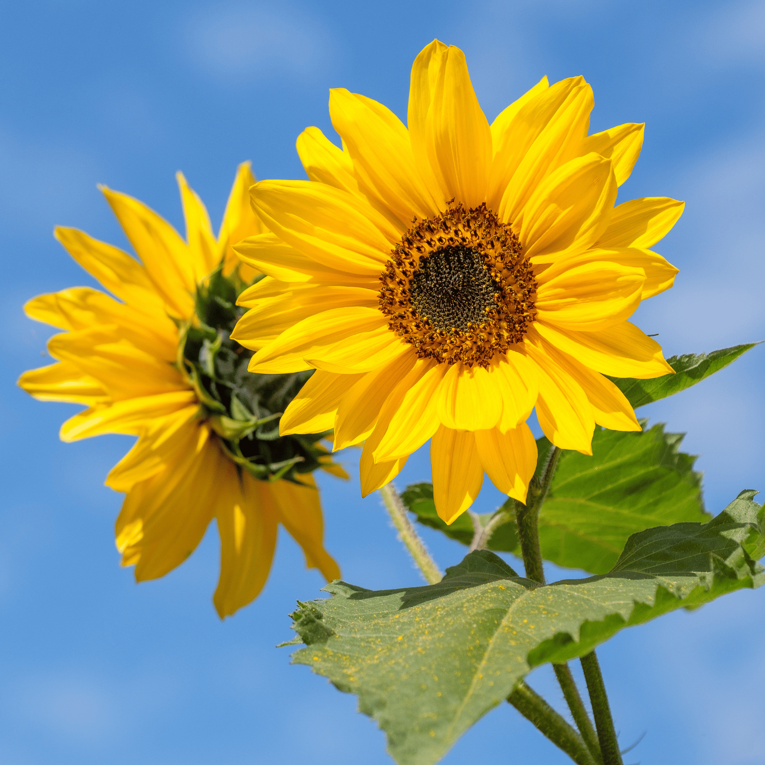 Sunflower Tall Yellow Seeds (Pack Of -30 Seeds)