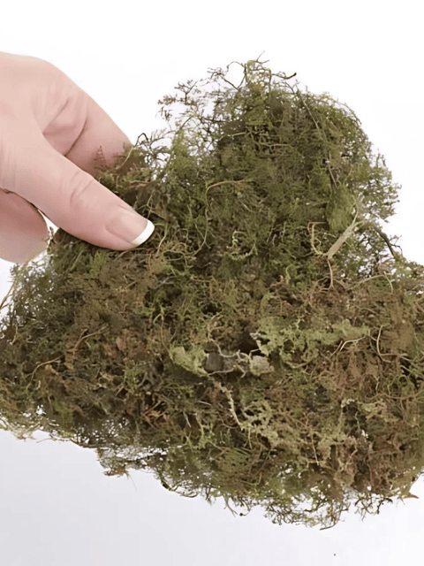 Sphagnum Moss 450g | Ideal for Plants, Orchids, Kokedama & Terrarium Sphagnum Moss 450g | Ideal for Plants, Orchids, Kokedama & Terrarium