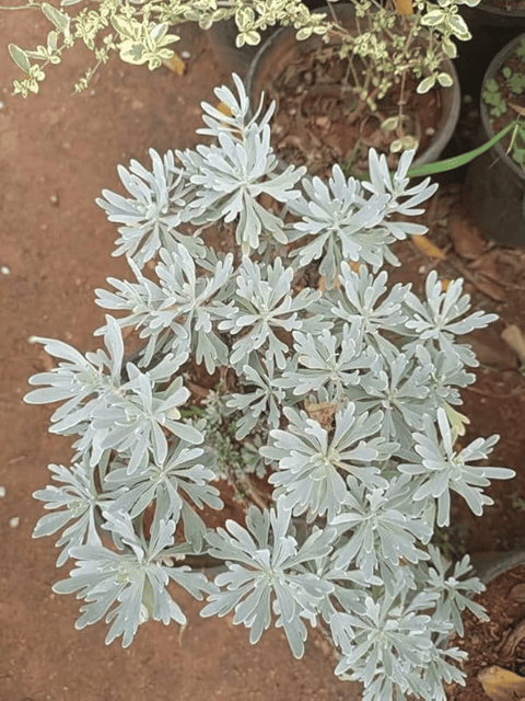 White Lavender  Plant