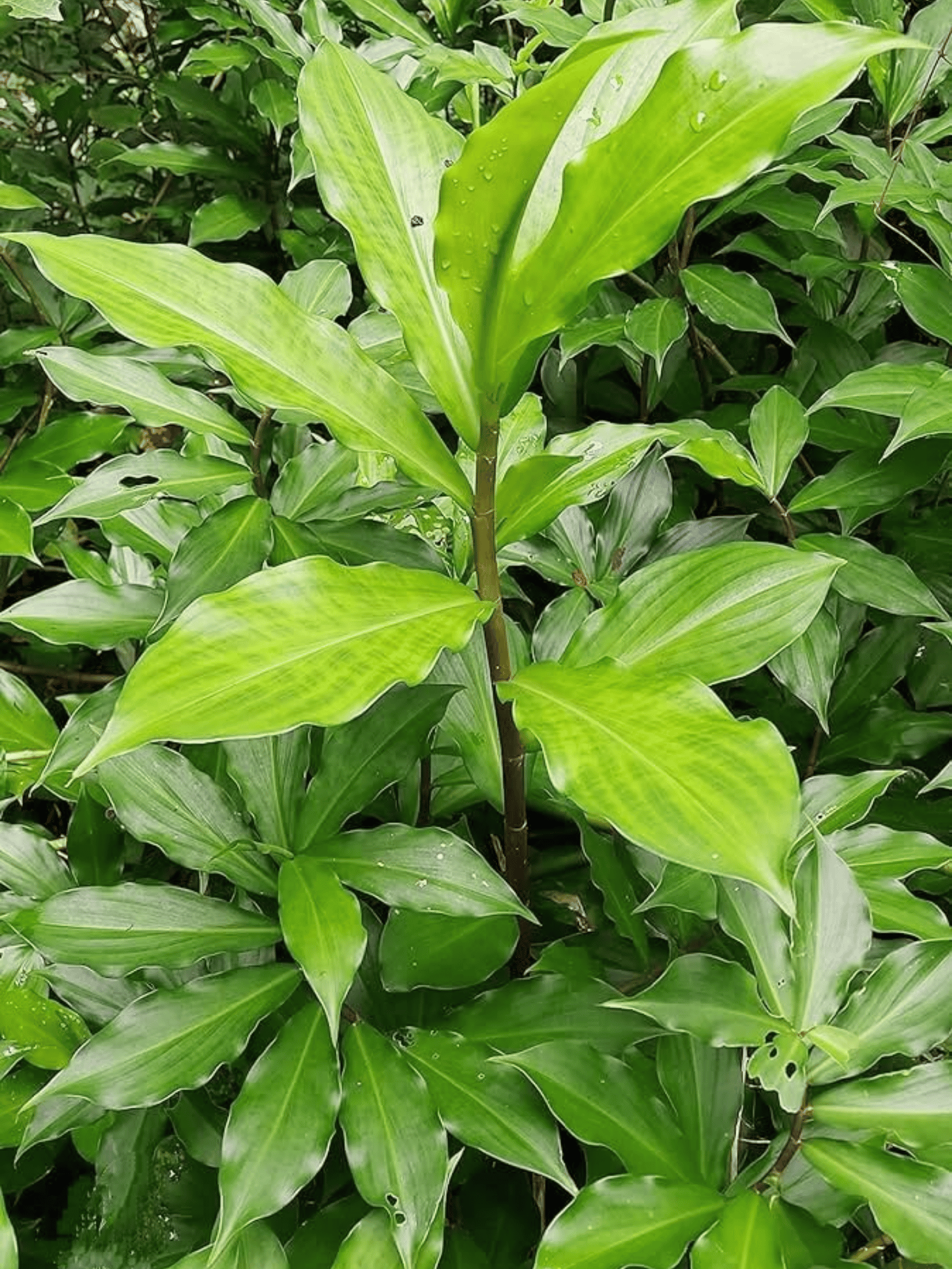 Insulin Plant Rhizomes / Costus igneus  Plant