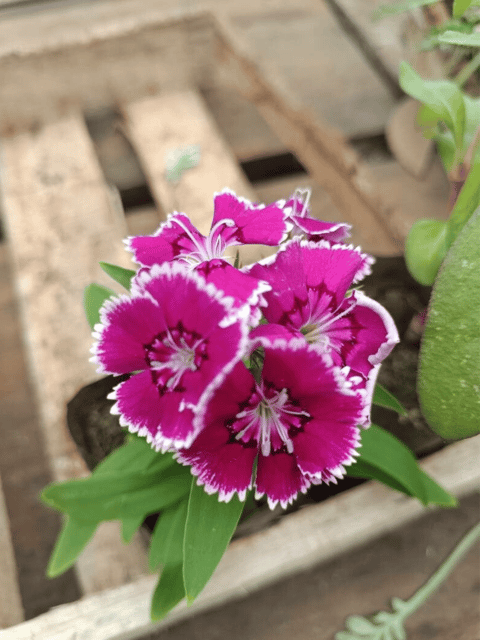 Carnation Flower Rare  Plant