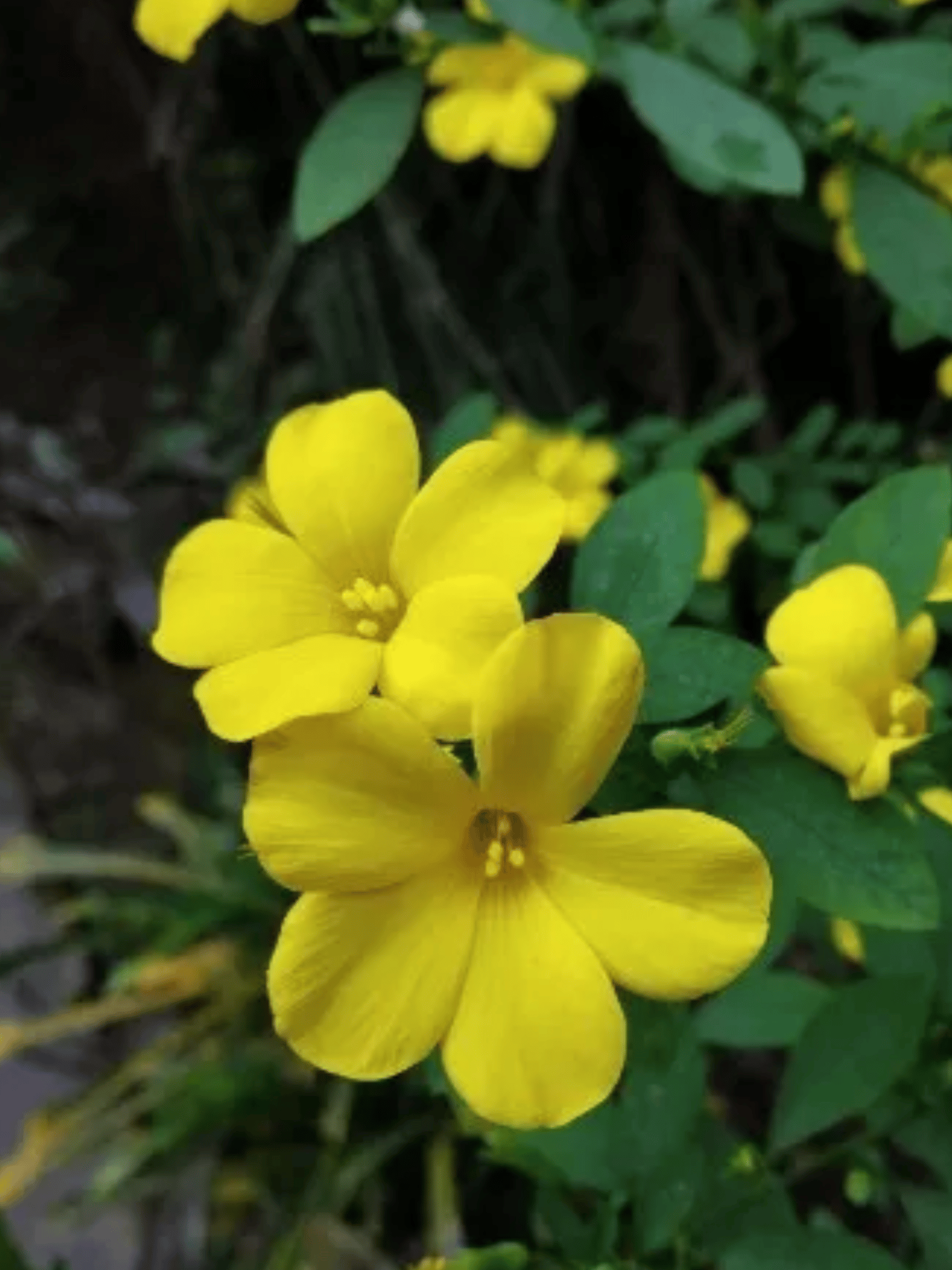 Yellow December Flower (Reinwardtia indica) Flowering Plant