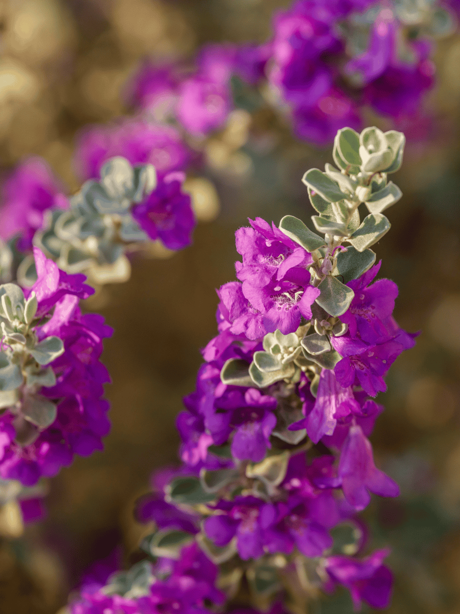 nikotia-leucophyllum-texas-