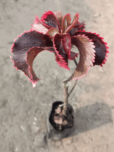 Acalypha Wilkesiana, Copper Plant / Copperleaf Plant Acalypha Wilkesiana, Copper Plant / Copperleaf Plant