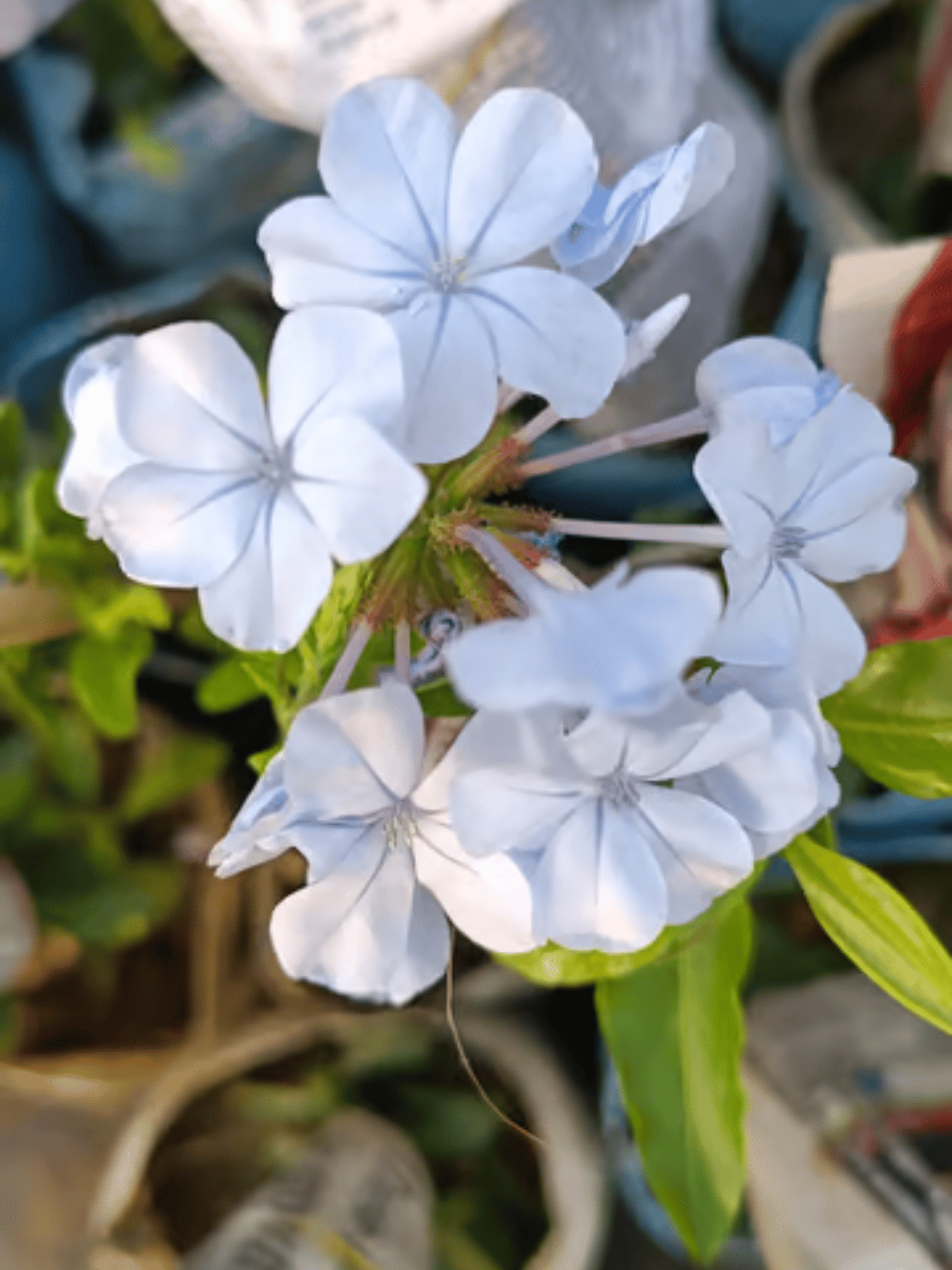 Plumbago Auriculata Flowering Plants