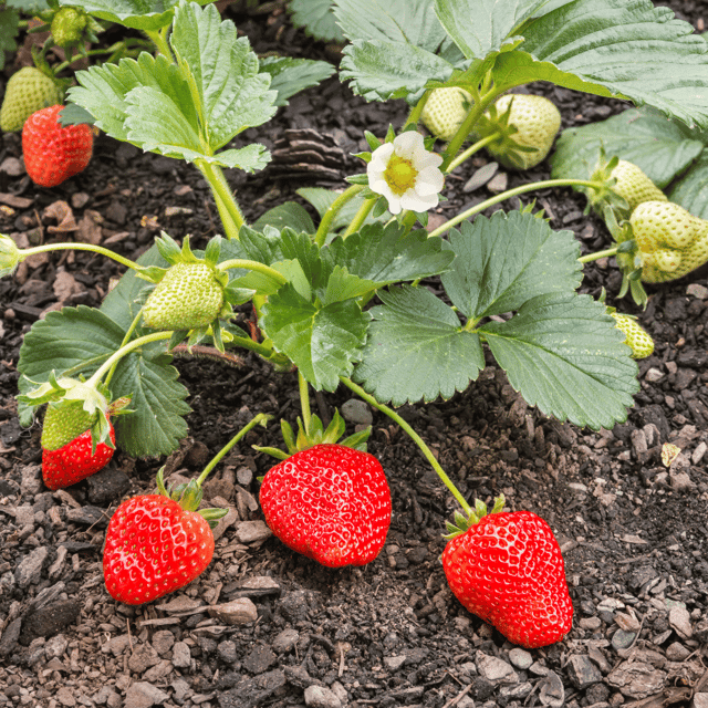 Strawberry Fruit Plant